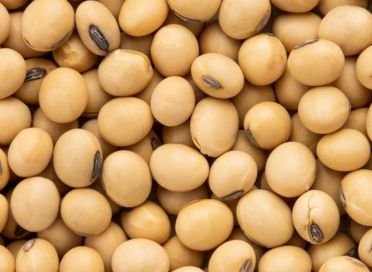 Soybeans